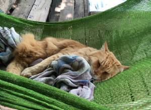 Cat Hammock:escolhendo o melhor para seu amigo