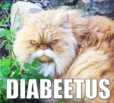 Diabeetus Cat:een meme van een grotere
