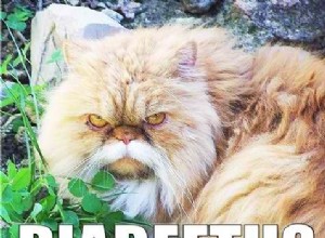 Gato Diabeetus:um meme de um maior