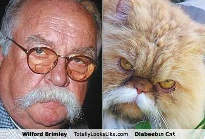 Diabeetus Cat:ett meme från en större
