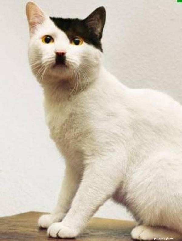Kitler:kočky, které vypadají jako Hitler, meme a historie