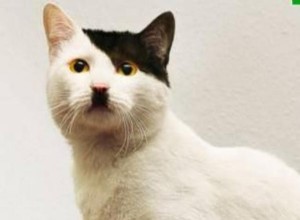 Kitler:gatos que parecem Hitler, meme e história