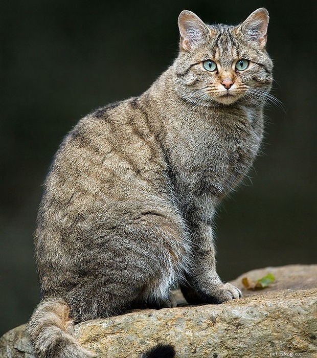 Wildcat:털복숭이 친구의 야생 사촌