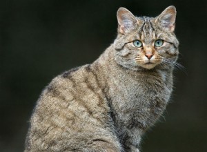 Wildcat:o primo selvagem de seu companheiro peludo