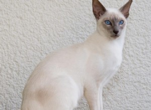 Jávská kočka:původ, vlastnosti a osobnost