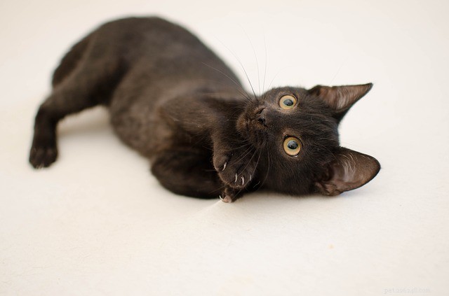 Svarta kattnamn:fantastiska och unika kattnamn
