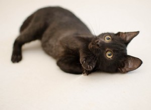黒猫の名前：素晴らしくてユニークな猫の名前 