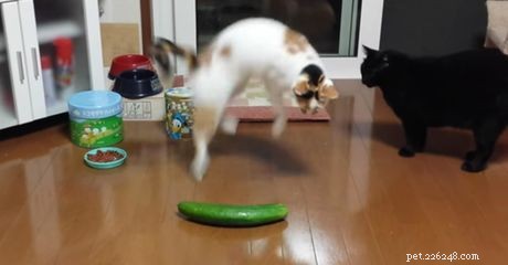 Zijn katten bang voor komkommers? Waarom zou je het niet doen