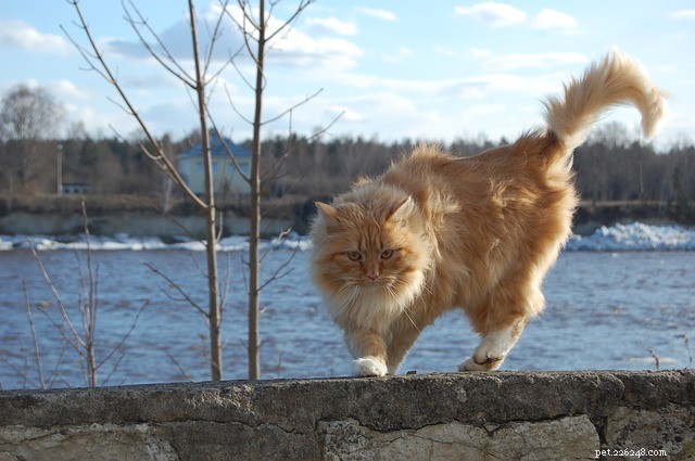 Кошачий хвост:несколько забавных фактов о кошачьем хвосте
