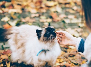 Ração para gatos de bem-estar:a melhor ração comercial para seu animal de estimação