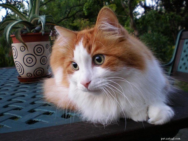 Турецкая ангорская кошка:характеристики, характер и уход