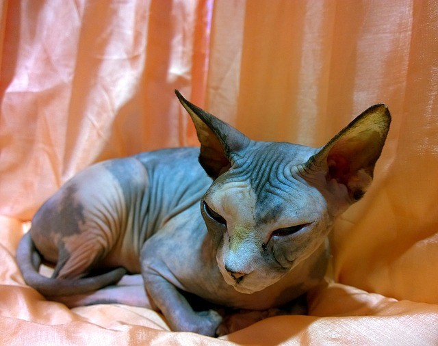 Лысые кошки:давайте посмотрим на четыре породы голых кошек