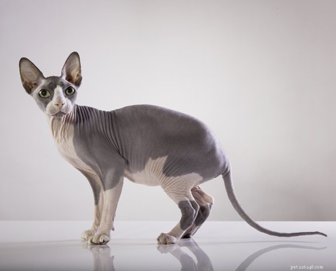 Haarloze katten:laten we eens kijken naar vier rassen van haarloze katten