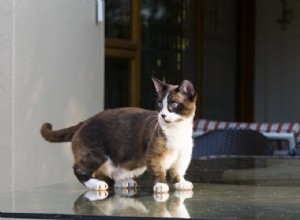 난쟁이 고양이:고양이에 대해 알아야 할 사항