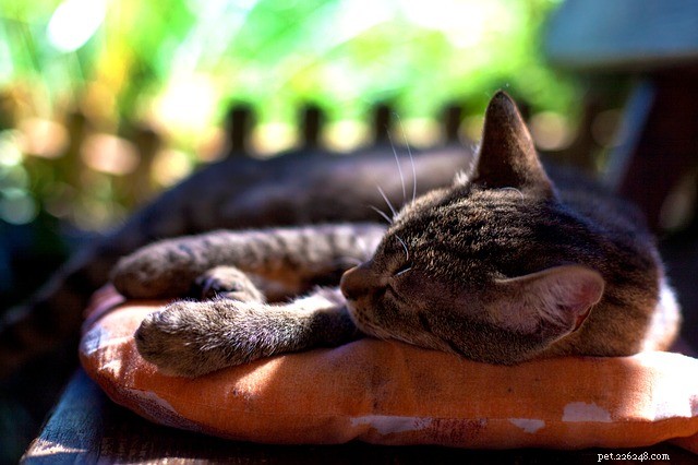 Casa para gatos ao ar livre:o que você precisa para fazer você mesmo