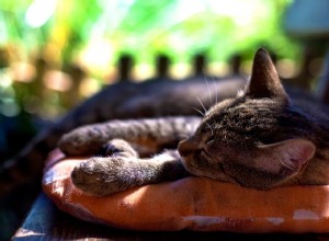 Уличный кошачий дом:что вам понадобится, чтобы сделать его своими руками