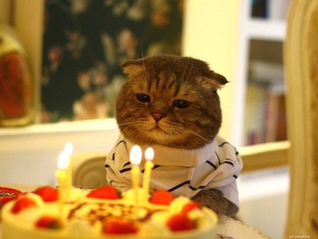 День рождения кошки:множество форм дня рождения кошки