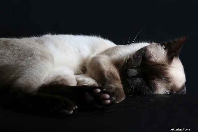 Waarom slapen katten zoveel? Enkele belangrijke feiten