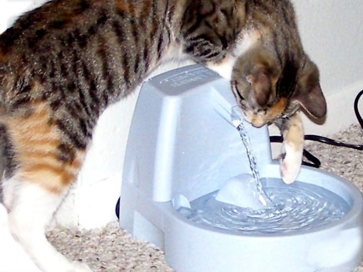 Фонтан с водой для кошек:что нужно знать