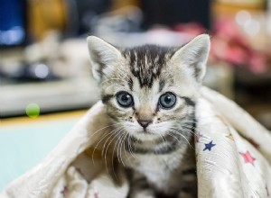 수제 고양이 사료:최고의 고양이 사료 준비