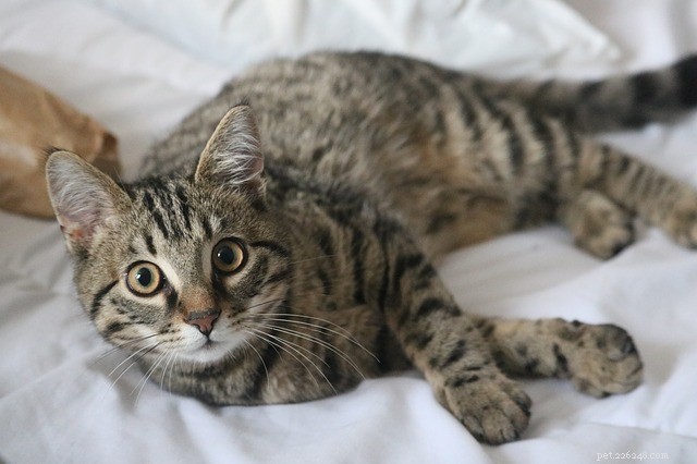 고양이의 갑상선 기능 항진증:원인, 증상 및 치료
