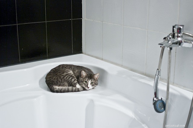 고양이는 목욕을 해야 하나요? 언제 좋은 생각입니까? 