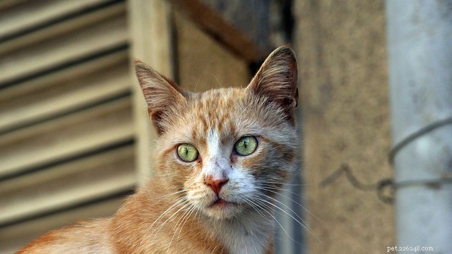 고양이 찰과상 질환:원인, 증상 및 치료