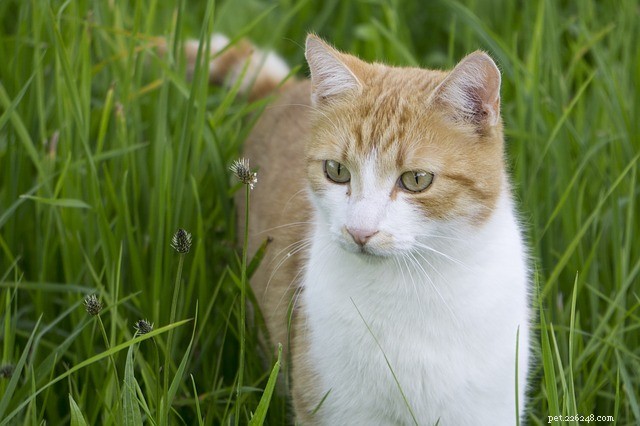 Herbe à chat – tout ce que vous devez savoir