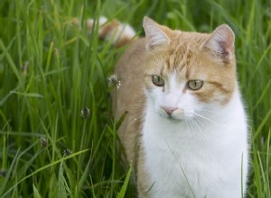 고양이 풀 – 알아야 할 모든 것