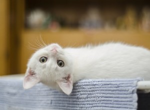 고양이 몸짓 언어:이해하는 방법