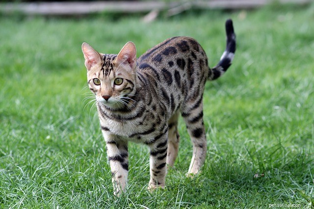 Race de chat de taille moyenne :que diriez-vous d une race de chat de taille moyenne affectueuse ?