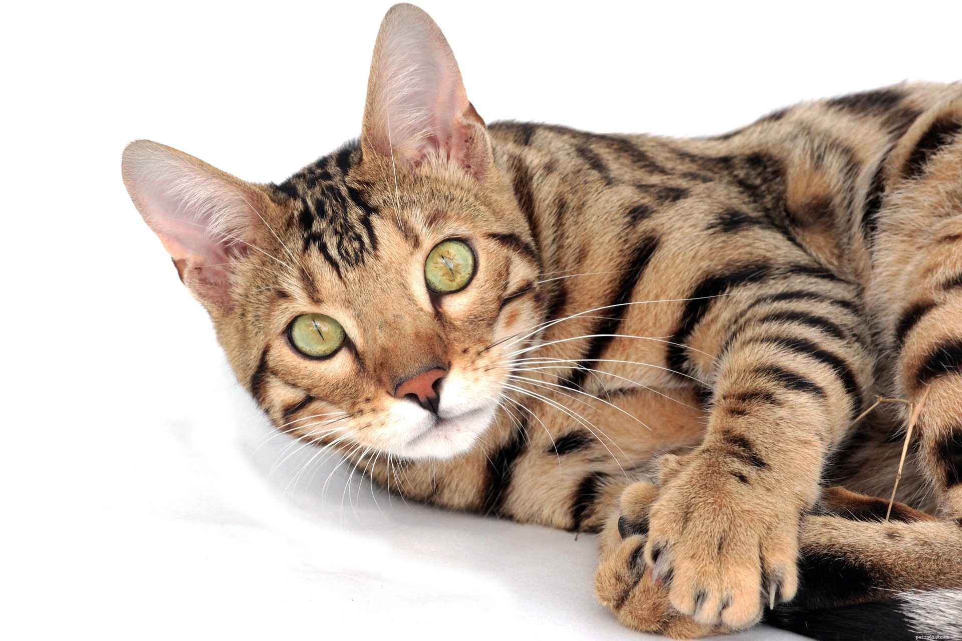 Střední plemeno koček:co takhle milující střední plemeno koček?