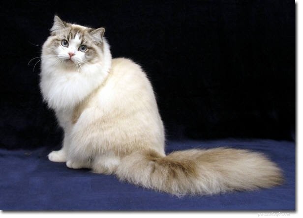 Race de chat de taille moyenne :que diriez-vous d une race de chat de taille moyenne affectueuse ?