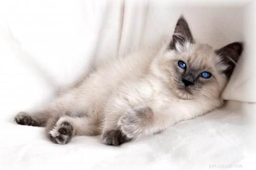 Razza di gatto medio:che ne dici di un gatto di razza medio amorevole?