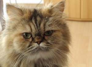 페르시아 고양이 목욕 방법:단계 및 요령