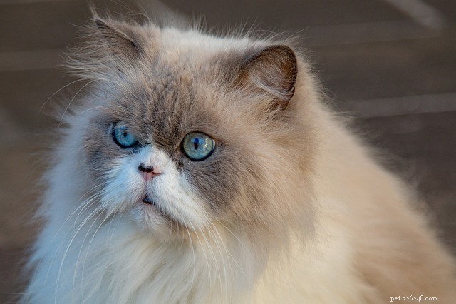 Симптомы аллергии на длинношерстных кошек, какие они?