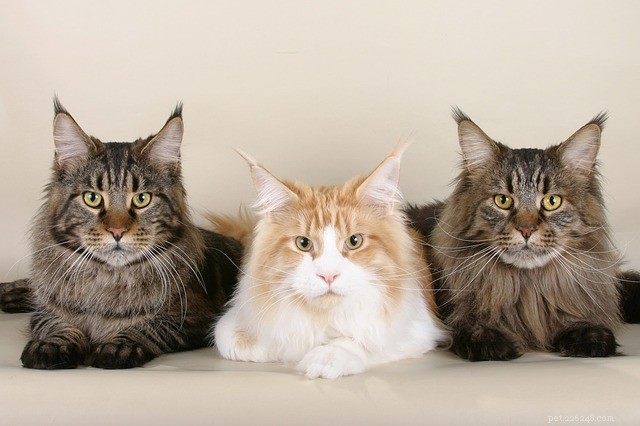 大型猫の品種：チェックアウトする5つの猫の品種 