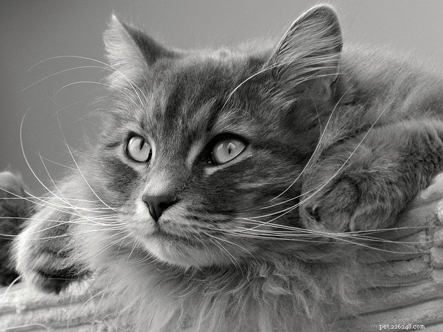 Крупные породы кошек:5 пород кошек, которые стоит проверить