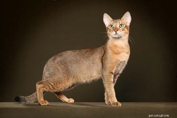 Крупные породы кошек:5 пород кошек, которые стоит проверить