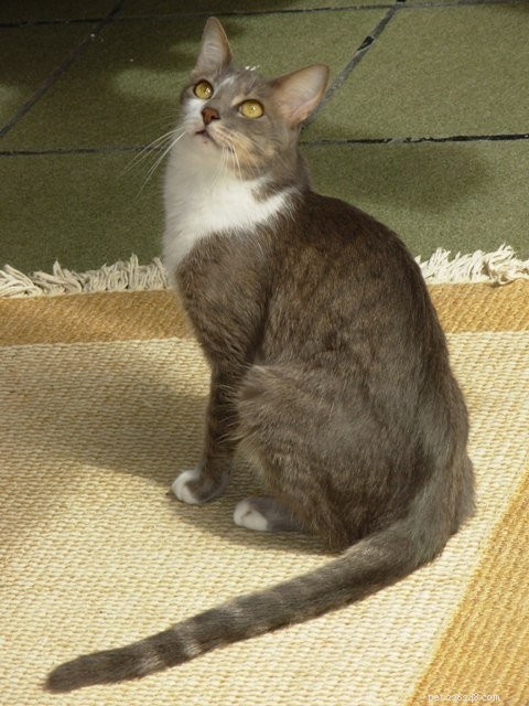 브라질 쇼트 헤어 고양이 :기원, 특성, 성격 