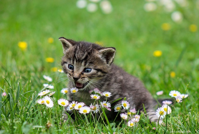 Crazy cat:varför och hur man handskas med en galen katt