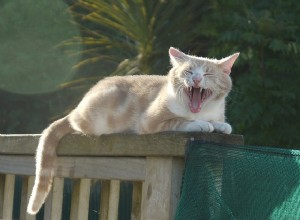 Como escovar os dentes do gato da maneira certa, em etapas