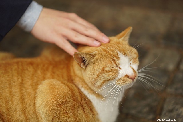 Compreendendo os sentimentos dos gatos por meio da linguagem corporal