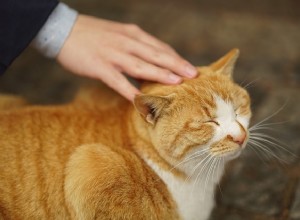 Compreendendo os sentimentos dos gatos por meio da linguagem corporal