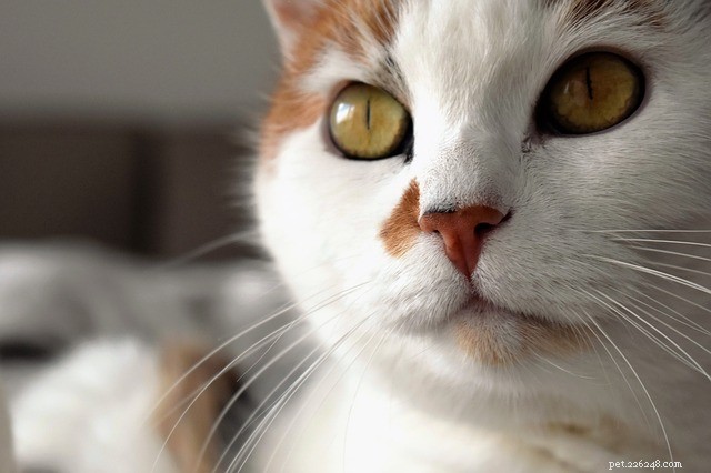 Cibo per gatti Orijen:marchio premium di cibo per animali domestici