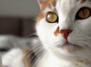 Ração para gatos Orijen:marca premium de ração para animais de estimação