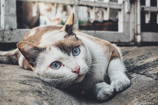Kattenvlo:alles wat je moet weten over de kattenvlo