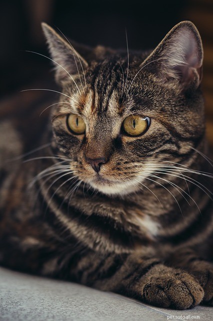 고양이 설사:원인, 증상 및 치료