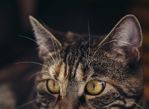 Diarréia em gatos:causas, sintomas e tratamento