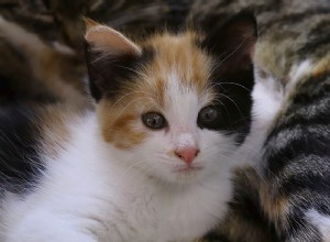 Рвота у кошек:что вам нужно знать